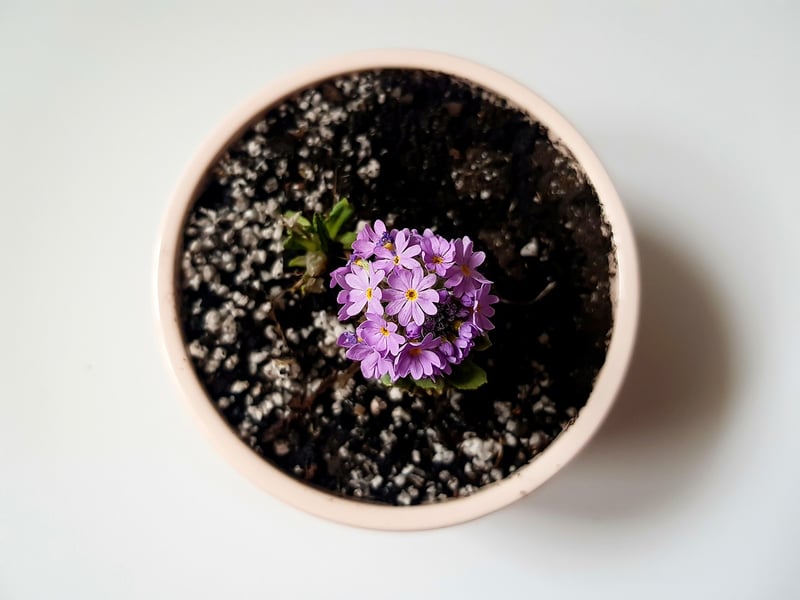 Repurposed Planter